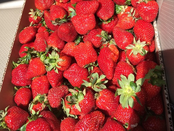 Arkansas strawberries! The best! Come join the festivities at the annual Strawberry Festival