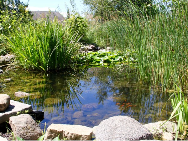 Pond at Newton Arboretum