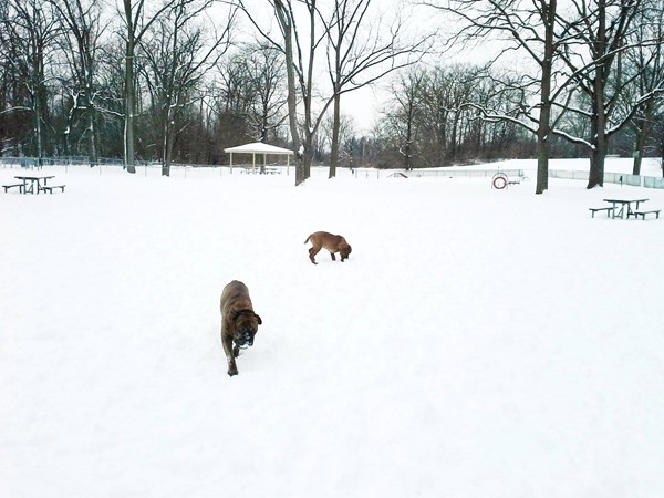 You can see the small dog area from our large dog area at the Wayne County Hines Dog Park