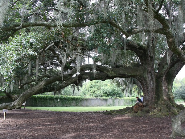 The Tree of Life in Audubon Park