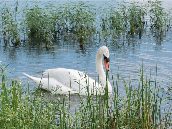 One of our visitors this spring, a Trumpeter swan, on Lake Willastein