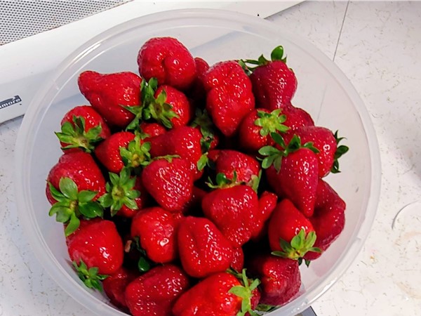 Holland Bottom strawberries