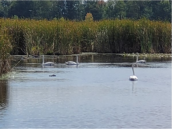 Swans are abundant at Pleasant Lake