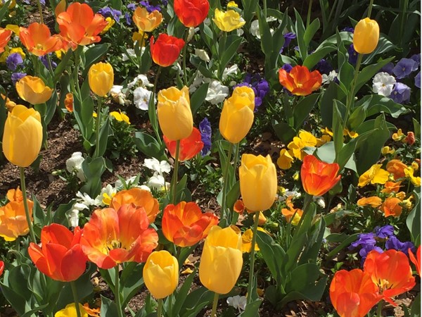 Myriad Botanical Gardens - It's time to see all their spring flowers