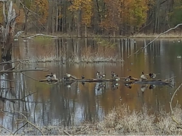 Geese loving a beautiful fall day on George Wyth Lake 