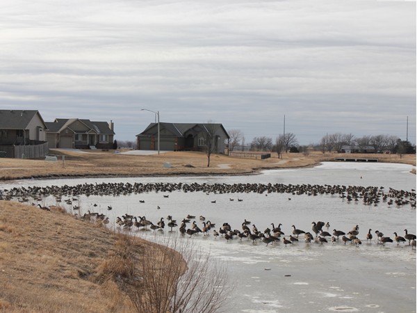 Wildlife such as Canadian geese, white herons and other bird species can be enjoyed here.