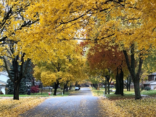 Tree lined streets of Indian Hill