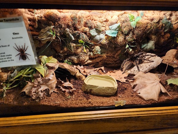 Insect exhibit at the Topeka Zoo