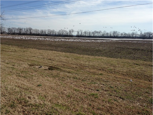 A few of the millions of Snow Geese in the Delta fly away.  A beautiful sight