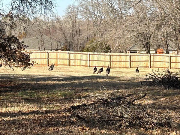 Here is a pictures of just a few of the 30 turkeys walking in Rustic Creek community 