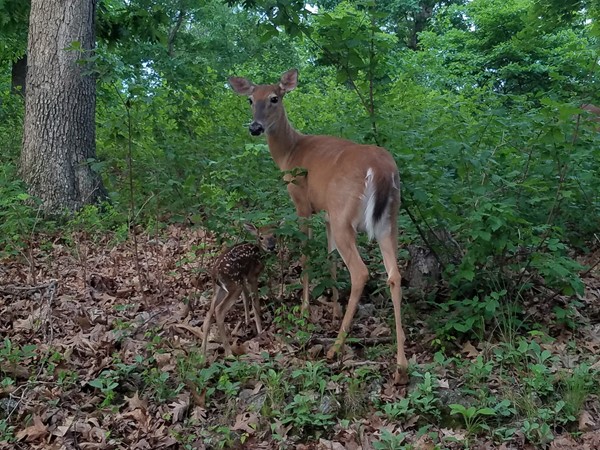 A new fawn has been born at the Lake of the Ozarks