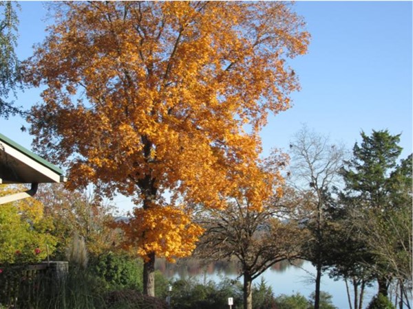 A tree of gold in Woodland Bluff