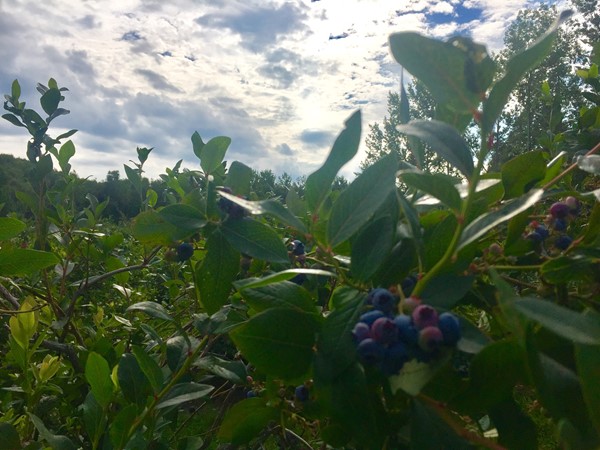 Buchan's Blueberry Hill is a great place to pick you own! Delicious berries, ice cream, and more