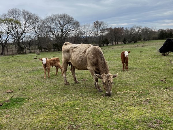 A couple of Haskell County baldly calves in Southeastern OK