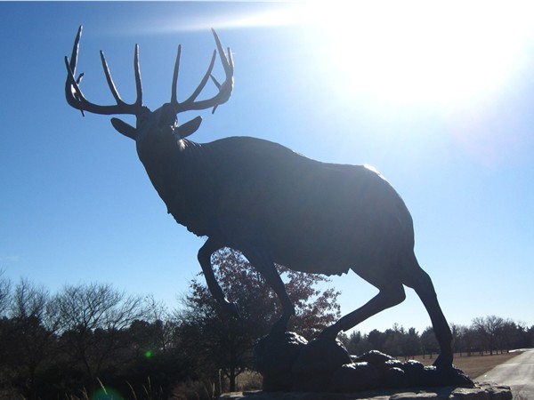 The elk statue at Pioneers Park