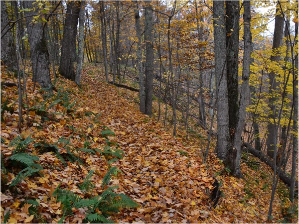 Manistee National Forrest is a must see in the fall! Great for walks, hikes and camping