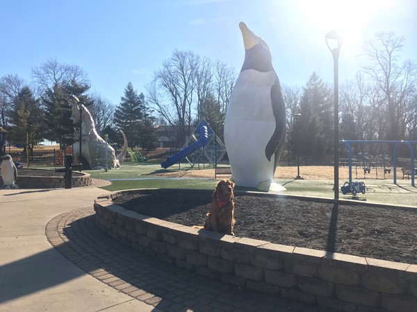 Diego the Golden Retriever visits Penguin Park