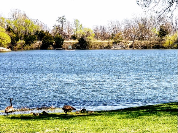 Geese at South Lake