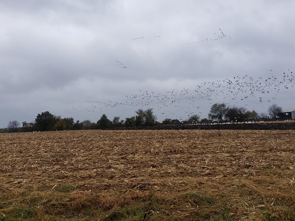 Geese flying in to Maple Leaf Conservation area on this snowy day in October 