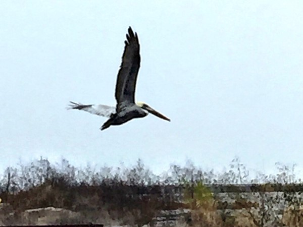 Majestic Pelican soaring