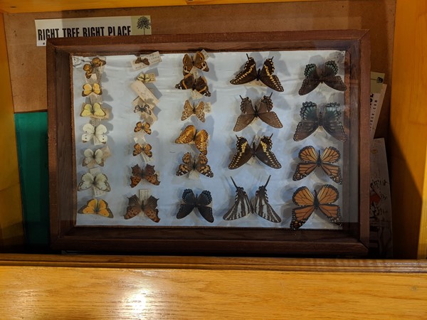 Native butterfly display at Martha Lafite Thompson Nature Sanctuary