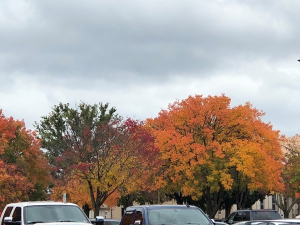 Fall Leaves are beautiful in Downtown Bartlesville 