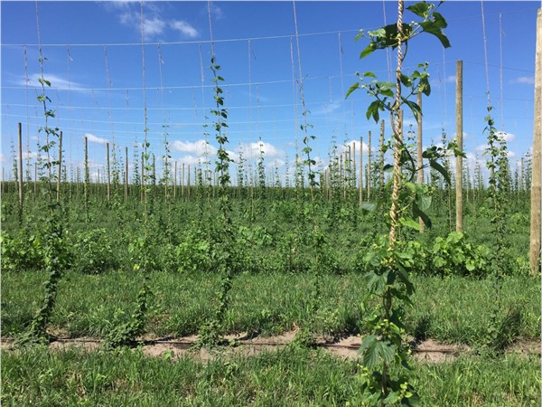 Not a typical Iowa crop, but these hops are growing tall 