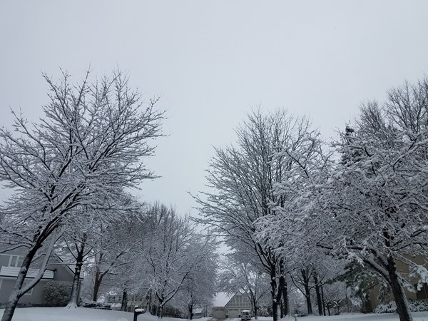 Beautiful winters in Nottingham Forest - Blue Valley Schools - Overland Park KS