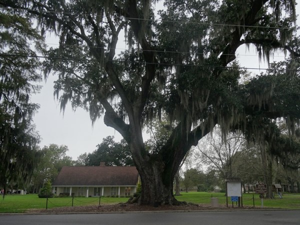 This beauty is an 330 year old oak tree located in the back of Brusly