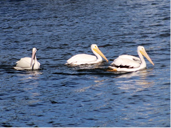 Pelicans enjoying the fall day