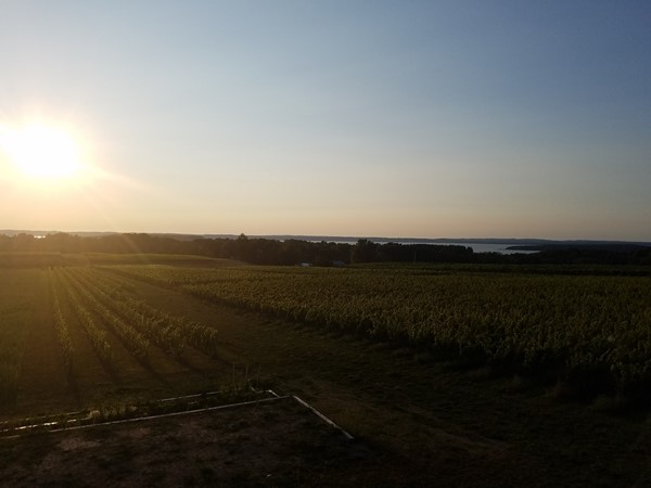 Old Mission Peninsula September sunset at Bonobo Winery. It's almost like being in Tuscany