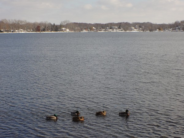 Ducks on Reeds Lake