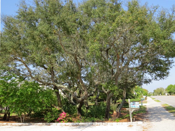 Ono Island ancient oaks