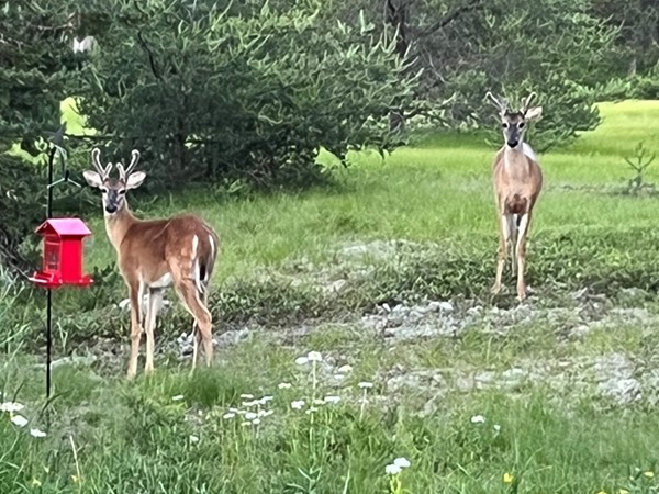 Couple of the neighborhood fellas dropping by