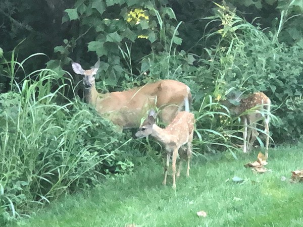 Sweet deer family minus the daddy Buck