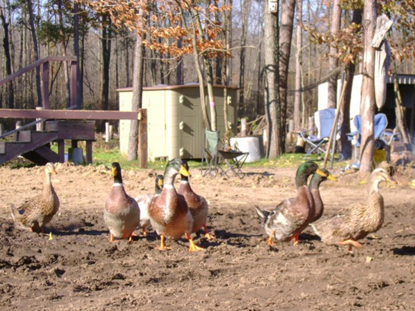 Ducks run around at a local farm