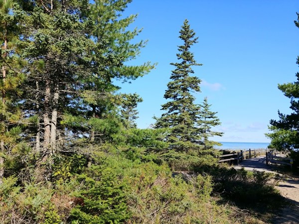 Visit the Sunset Coast Birding Trail at Wilderness State Park along the shores of Big Stone Bay