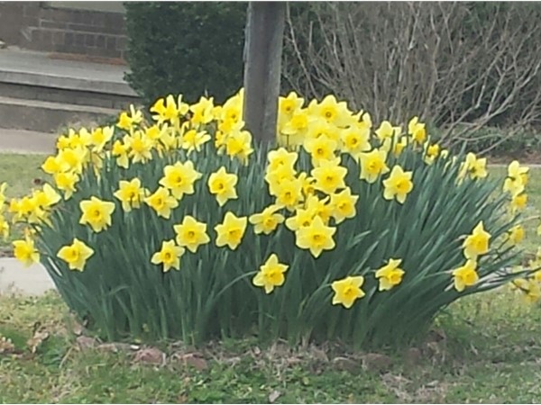 I would like these daffodils around my mailbox