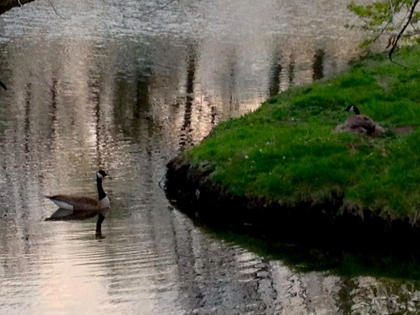 Canadian geese on pond.... One sitting on it's nest on the island!