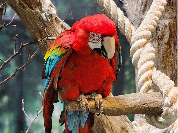 Red Spix Macaw at the Kansas City Zoo