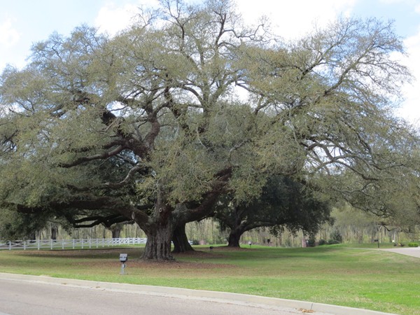 Beautiful oak trees in the Oaks on the Bluff neighborhood