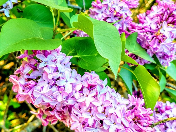 Lilacs galore in Ortonville Recreation Area