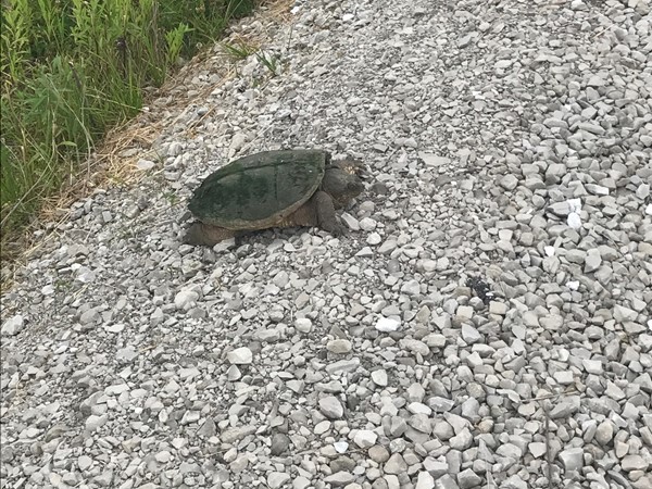 You never know what wildlife you will see at Neal Smith National Wildlife Refuge