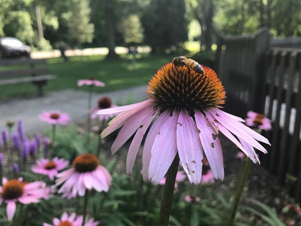 Bee's love the flowers in Jack Abernathy Park 