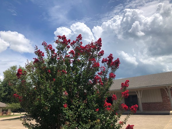 Beautiful Crepe Myrtle with stunning sky 