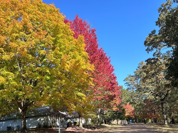 Sugar Maples in Eden Isle are absolutely breathtaking!