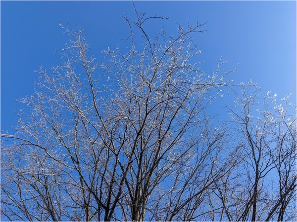 Frost-covered trees are a beautiful winter morning sight