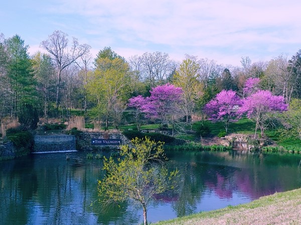 The redbuds are beautiful at The Villages