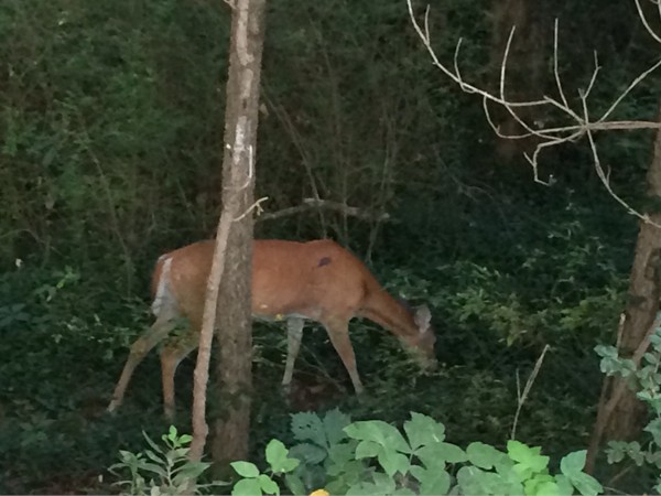 Enjoy the Crystal Bridges trails on a warm August morning with a family of deer