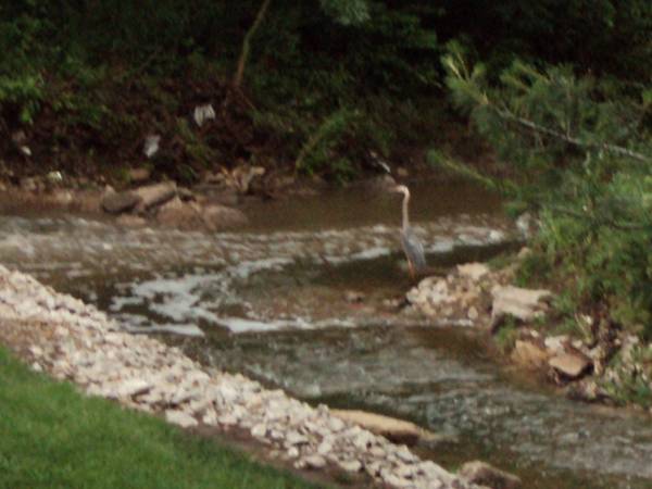 A Blue Heron fishing in the creek during a light rain.  Photo's taken off of the deck